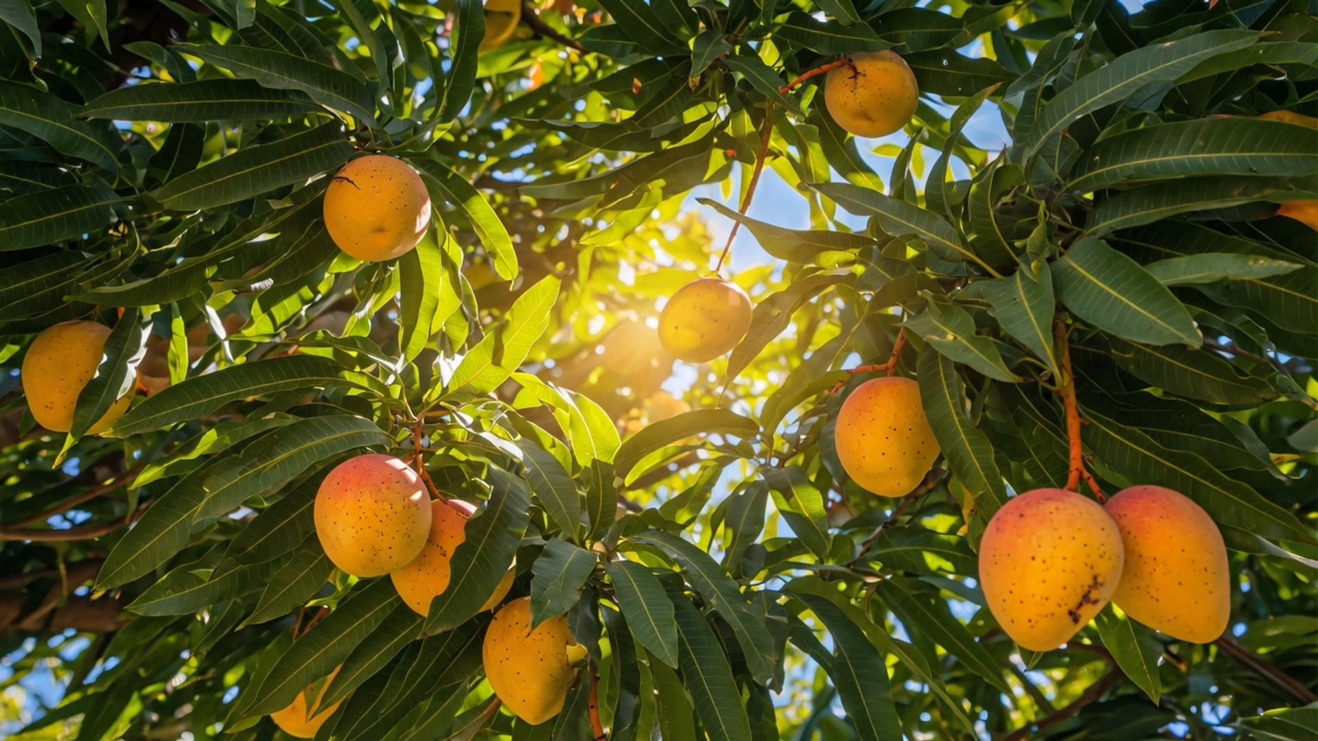 Pakistani mango orchard in Multan at sunrise